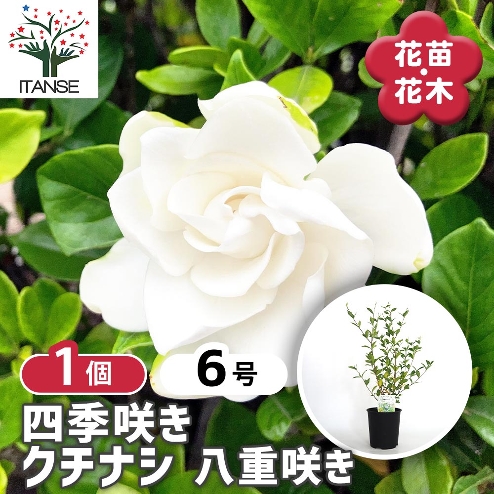 四季咲きクチナシ 【花木苗 6号／1個売り】｜ 【植物のITANSE