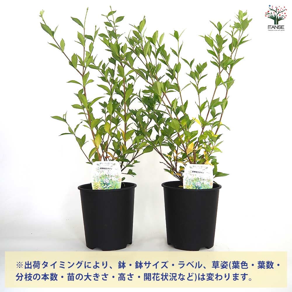 四季咲きクチナシ 【花木苗 6号／1個売り】｜ 【植物のITANSE