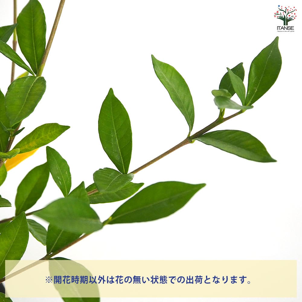 四季咲きクチナシ 【花木苗 6号／1個売り】｜ 【植物のITANSE