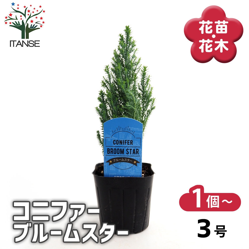 コニファー ブルームスター 【庭木 3号】｜ 【植物のITANSE