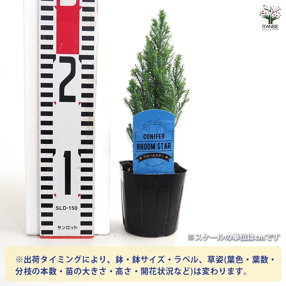 コニファー ブルームスター 【庭木 3号】｜ 【植物のITANSE