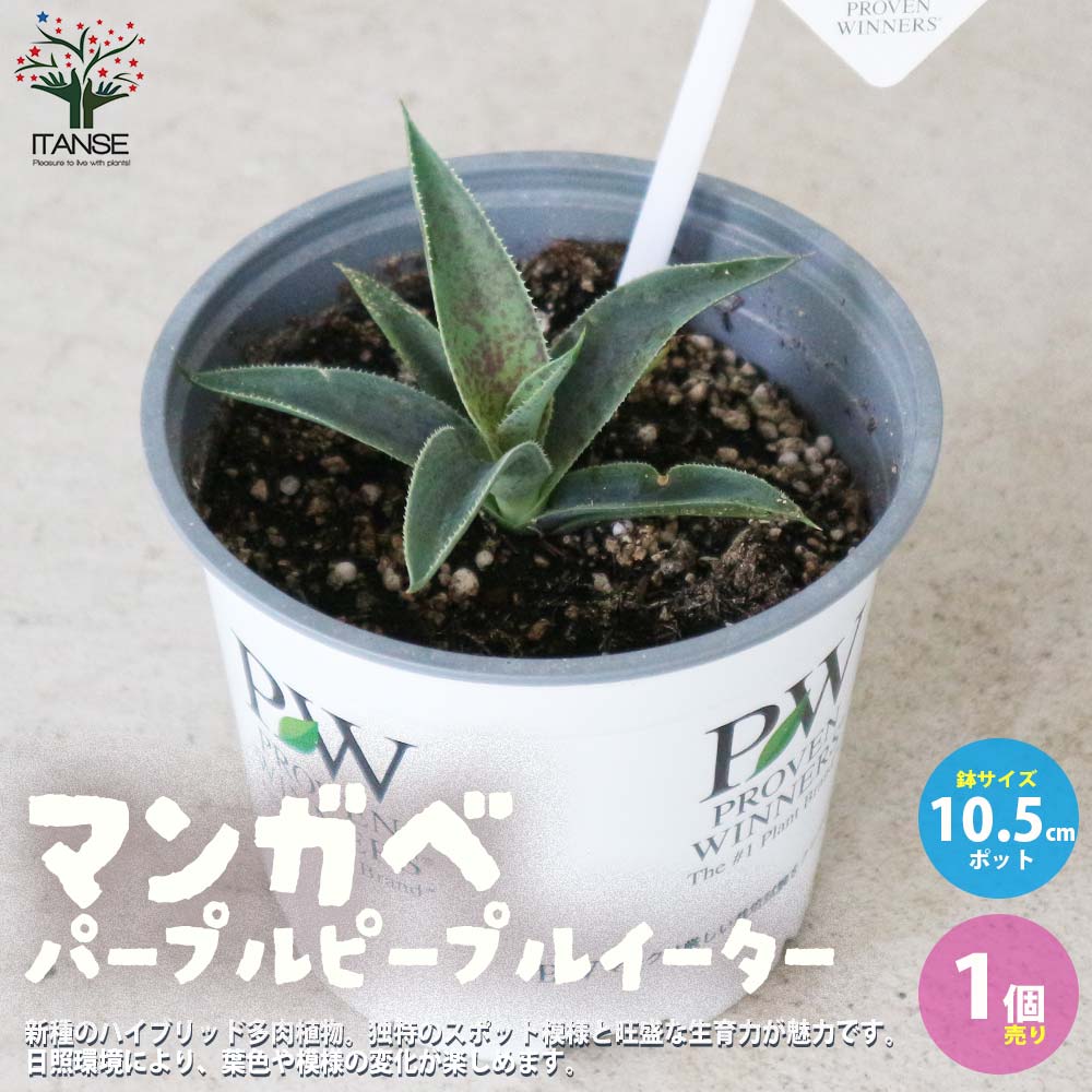マンガベ パープルピープルイーター【多肉植物10.5cmポット苗／1個売り