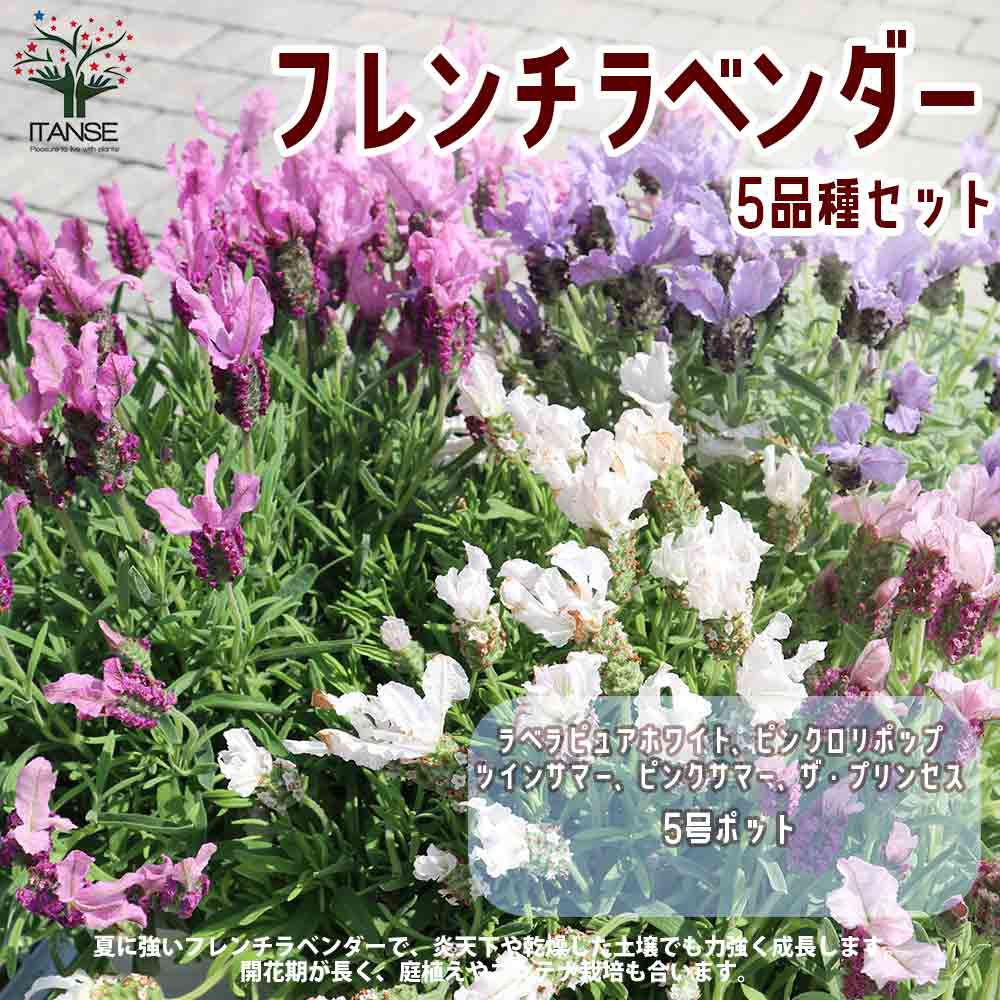 フレンチラベンダー 5品種セット 【ハーブの苗 5号】｜ 【植物の