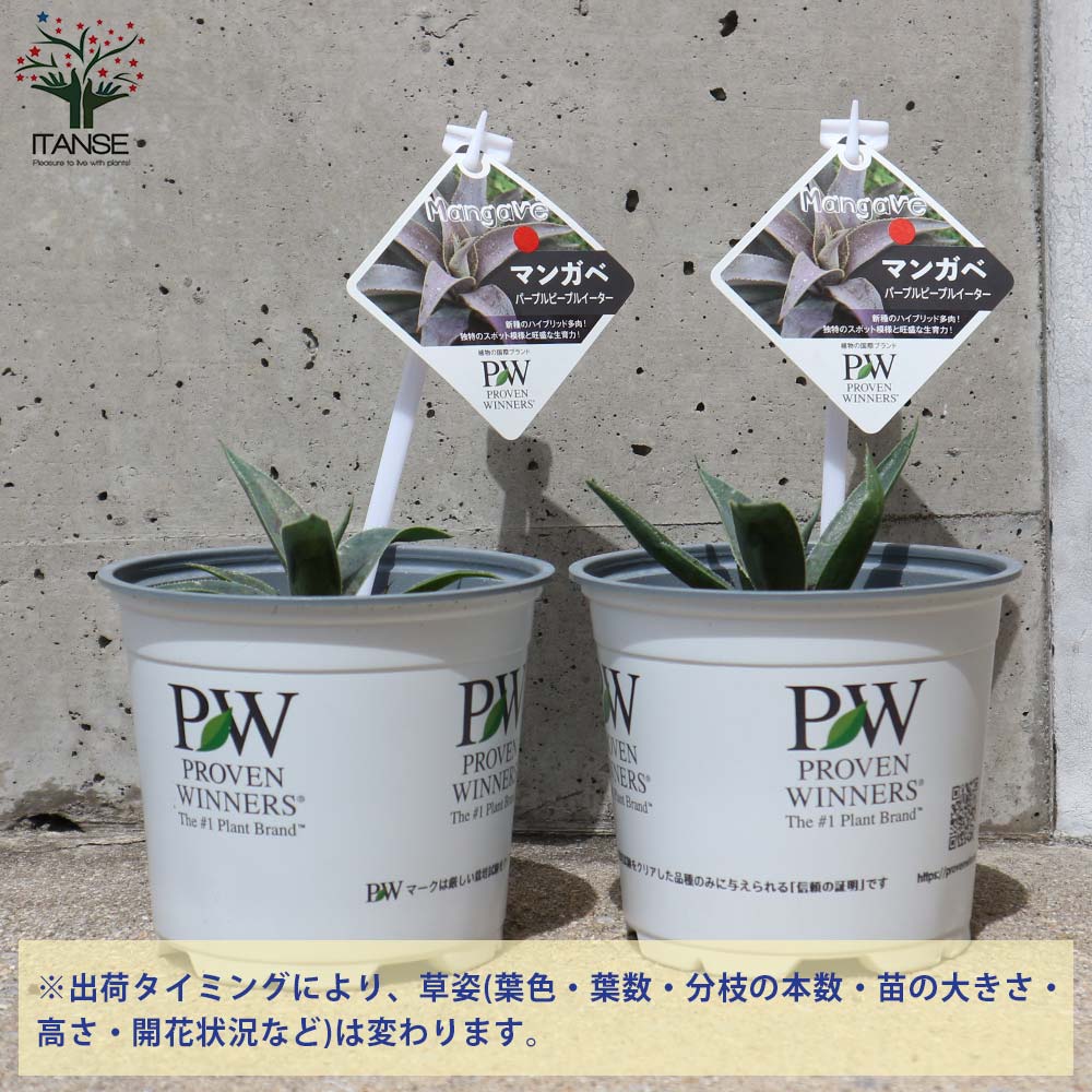 マンガベ ブラッドスポット × パープルピープルイーター オリジナルhyb