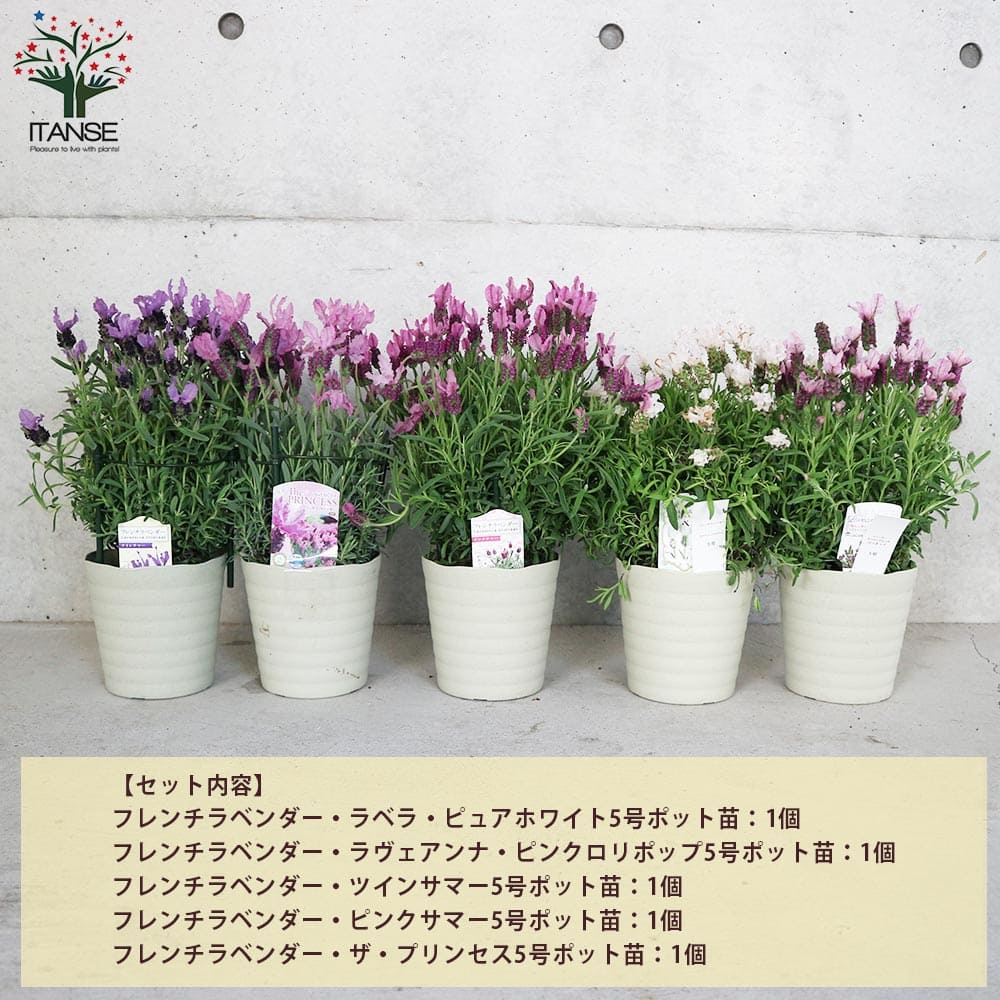 フレンチラベンダー 5品種セット 【ハーブの苗 5号】｜ 【植物の