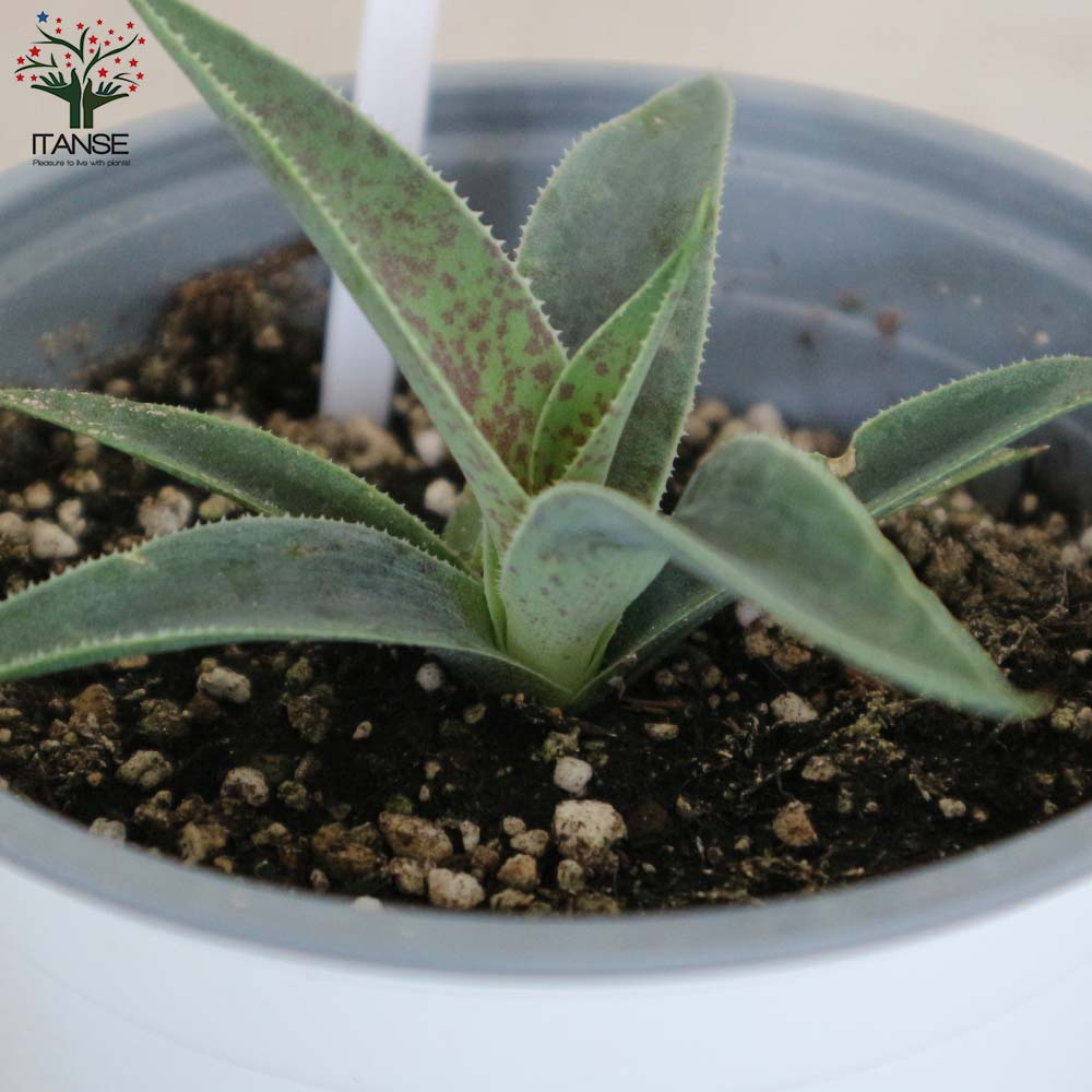 マンガベ パープルピープルイーター【多肉植物10.5cmポット苗／1個売り