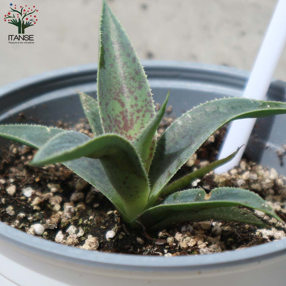 マンガベ パープルピープルイーター【多肉植物10.5cmポット苗／1個売り