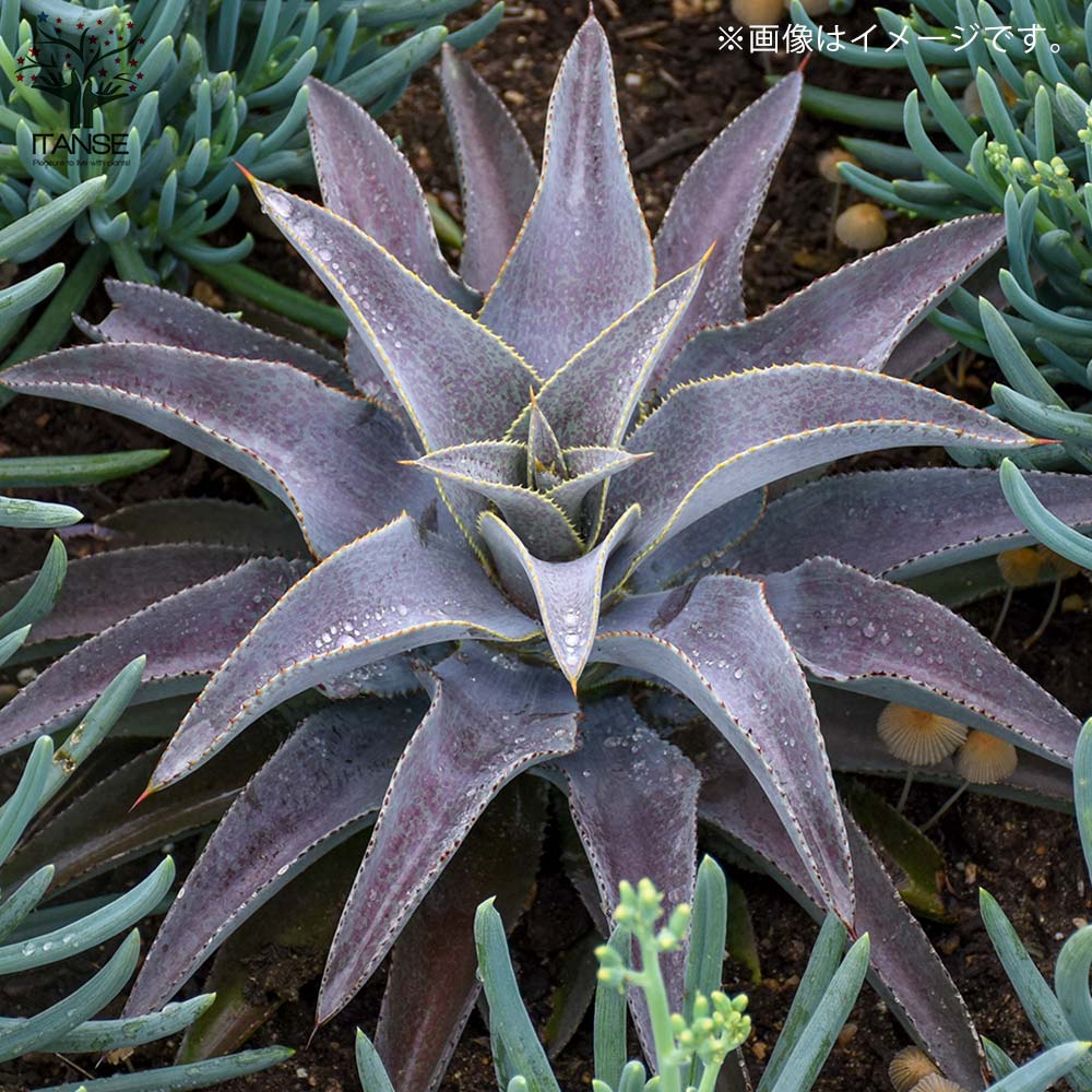 マンガベ パープルピープルイーター【多肉植物10.5cmポット苗／1個売り