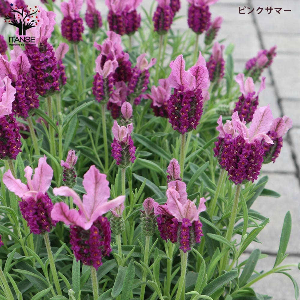 フレンチラベンダー 5品種セット 【ハーブの苗 5号】｜ 【植物の