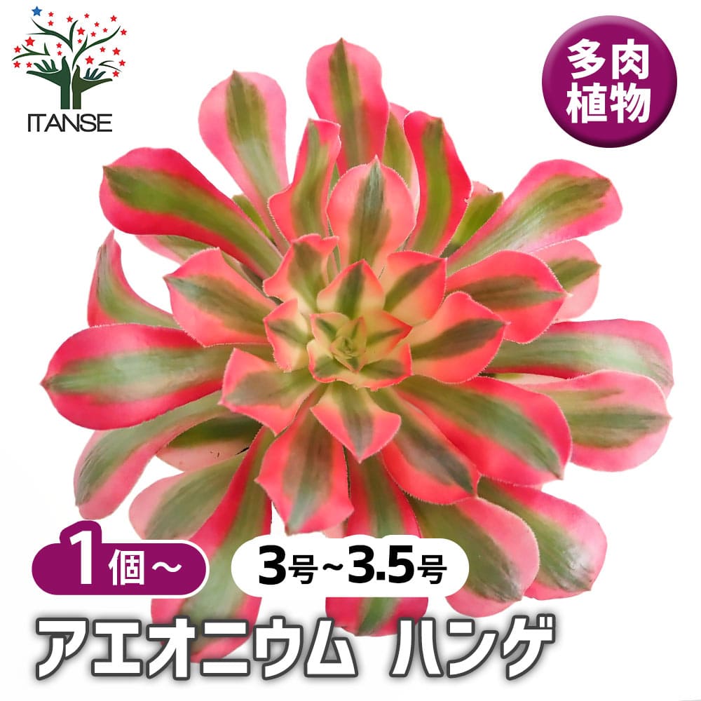 アエオニウム ハンゲ 【多肉植物 3～3.5号】｜ 【植物のITANSE