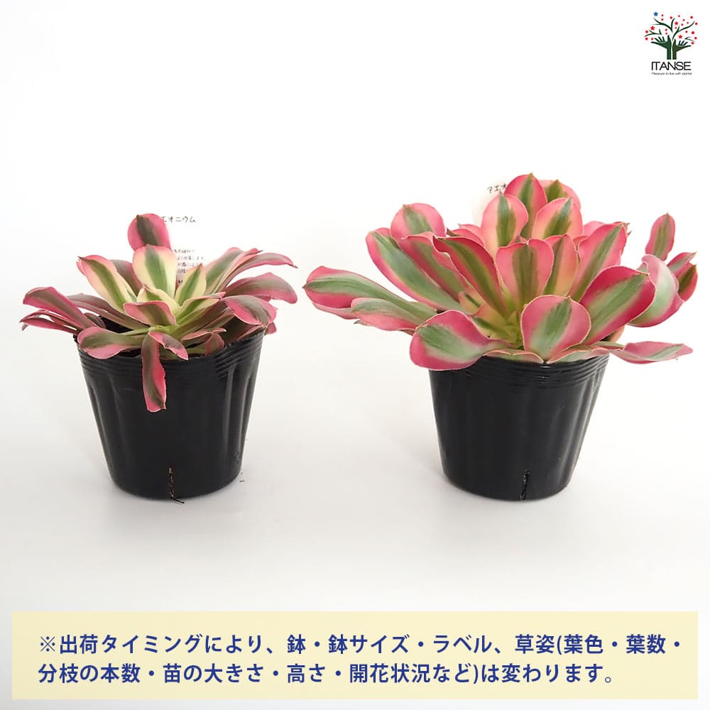 アエオニウム ハンゲ 【多肉植物 3～3.5号】｜ 【植物のITANSE