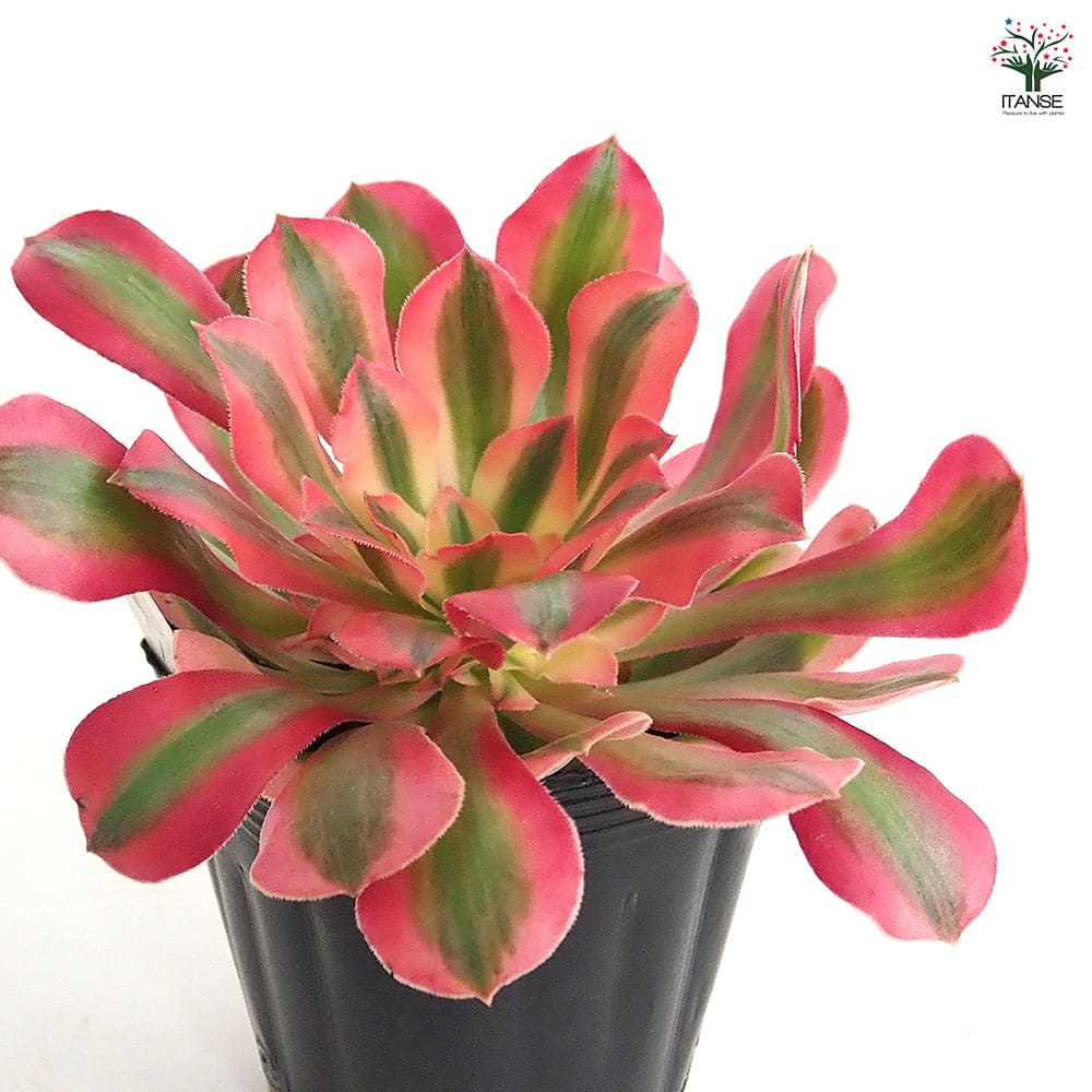 アエオニウム ハンゲ 【多肉植物 3～3.5号】｜ 【植物のITANSE