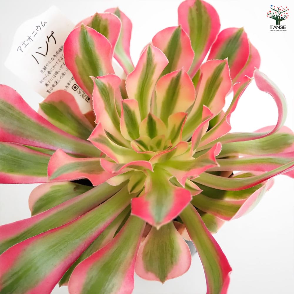 アエオニウム ハンゲ 【多肉植物 3～3.5号】｜ 【植物のITANSE
