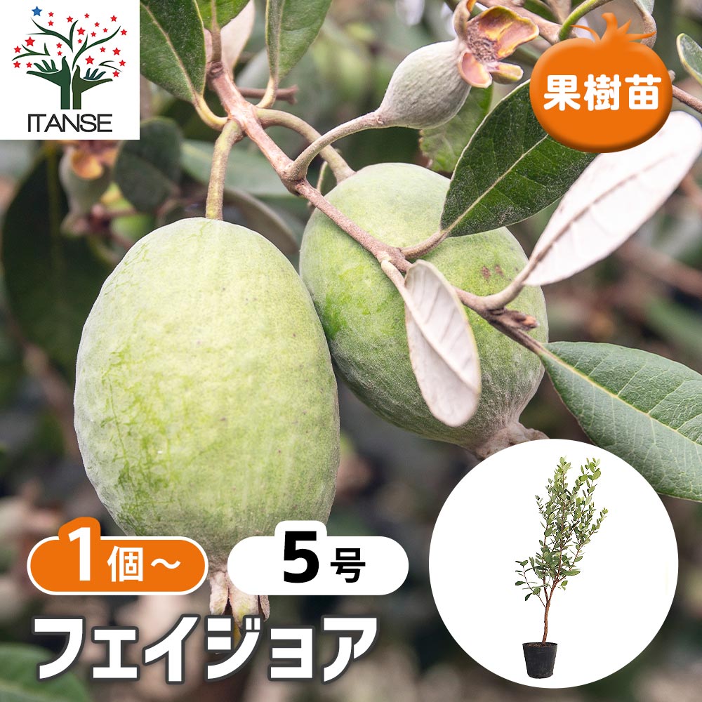 フェイジョア 【果樹の苗木 5号】｜ 【植物のITANSE】全品送料