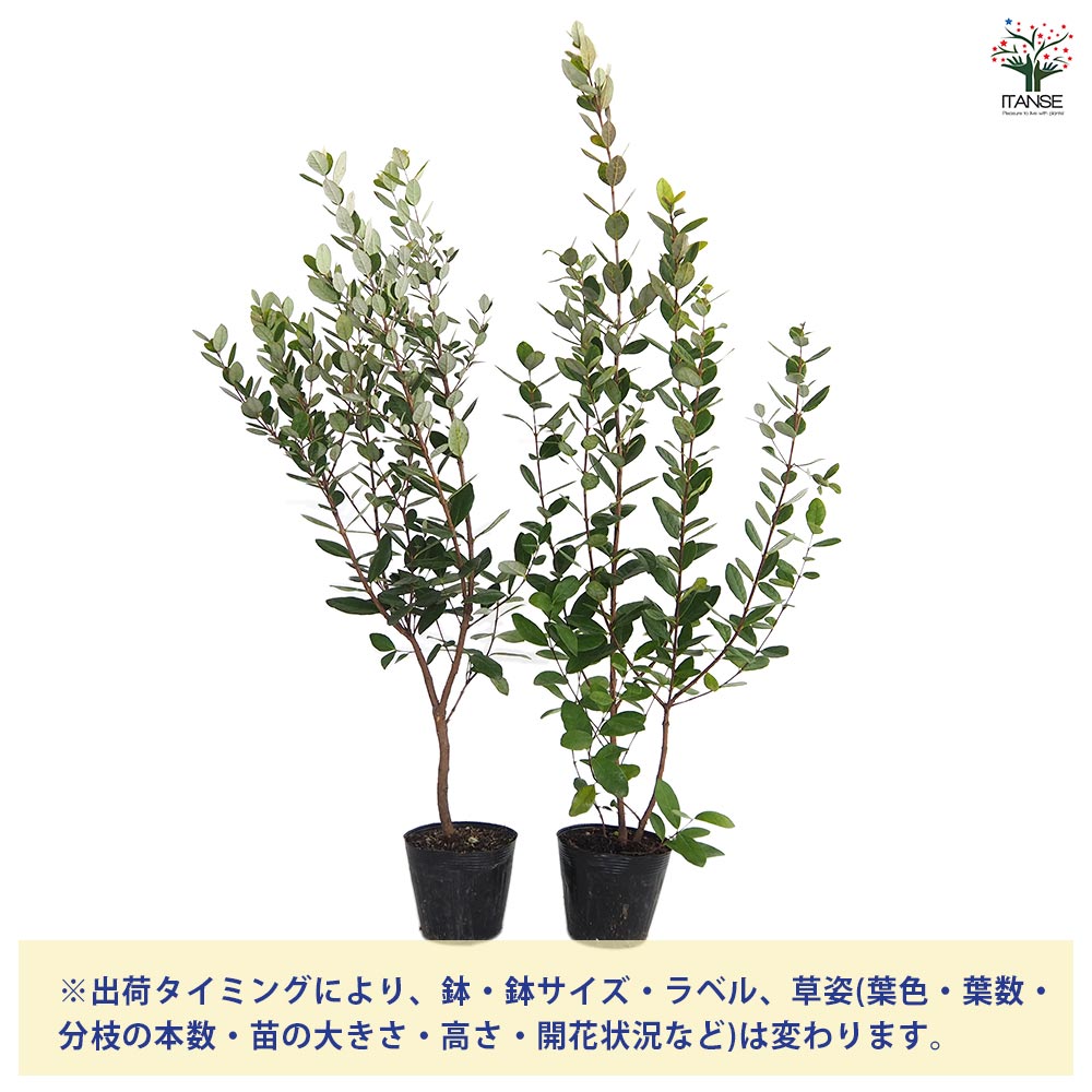 フェイジョア 【果樹の苗木 5号】｜ 【植物のITANSE】全品送料