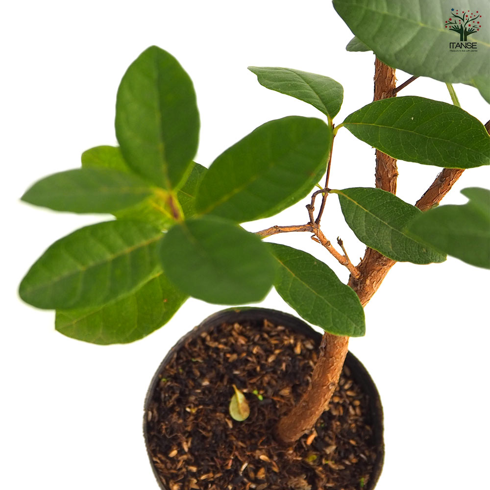 フェイジョア 【果樹の苗木 5号】｜ 【植物のITANSE】全品送料