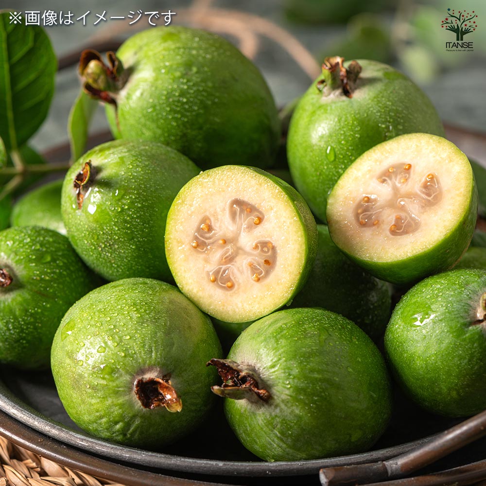 フェイジョア 【果樹の苗木 5号】｜ 【植物のITANSE】全品送料