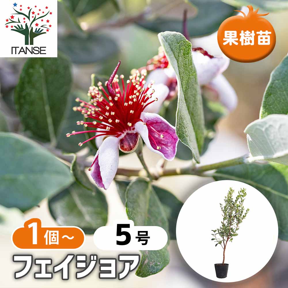 フェイジョア 【果樹の苗木 5号】｜ 【植物のITANSE】全品送料