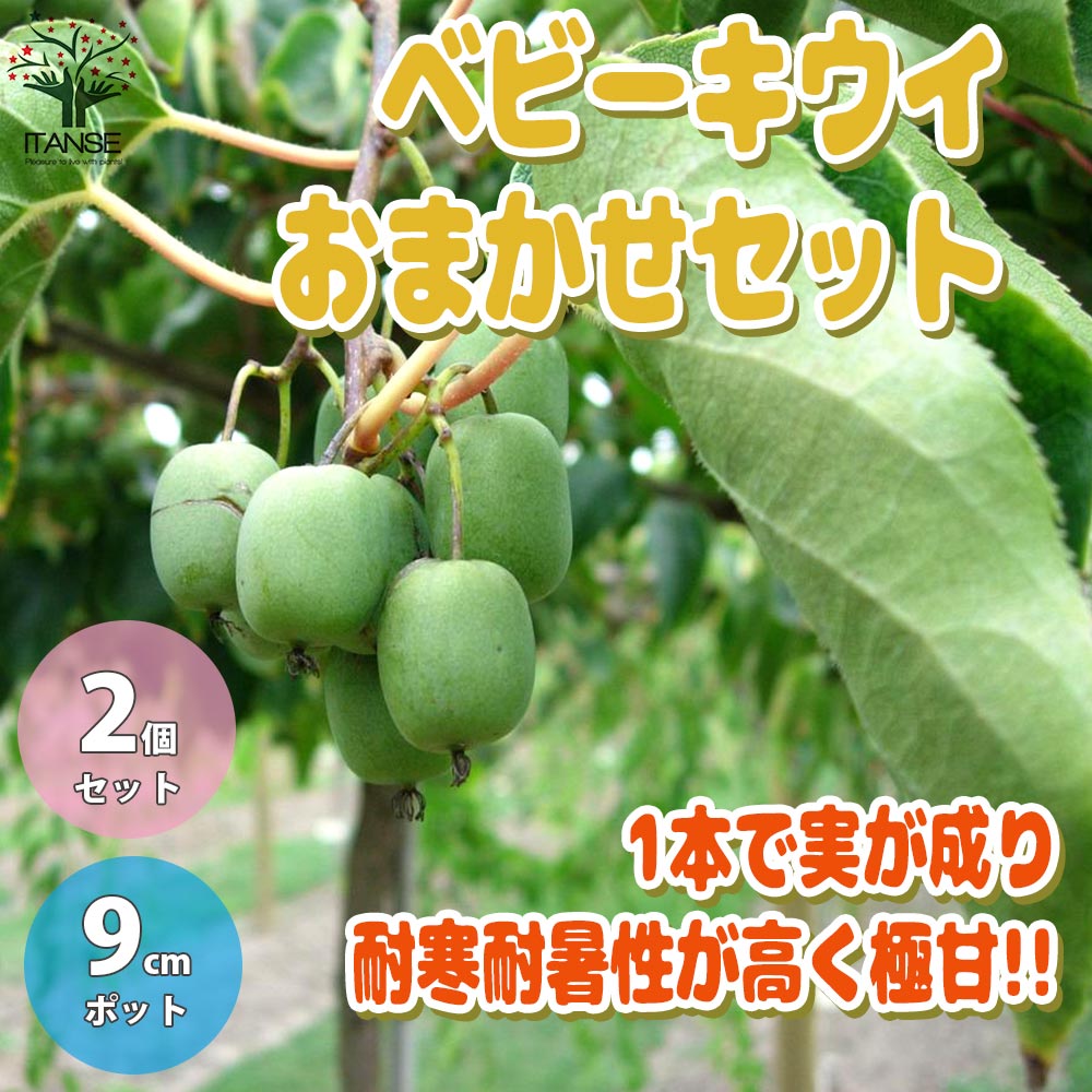 1本で実が成り、耐寒耐暑性が高く極甘!!ベビーキウイおまかせ9cm苗2品種各1個セット 【果樹の苗 9cm／お買い得2個セット】