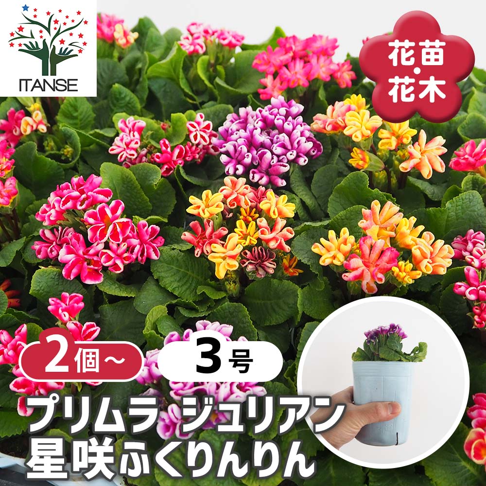 プリムラ ジュリアン 星咲ふくりんりん2個～ 【花苗 3号】｜ 【植物の