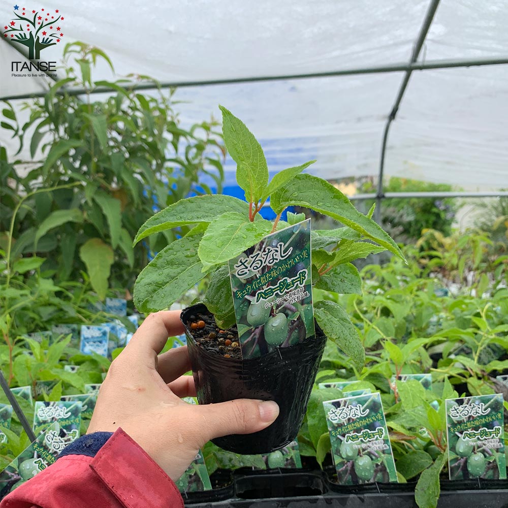 1本で実が成り、耐寒耐暑性が高く極甘!!ベビーキウイおまかせ9cm苗2品種各1個セット 【果樹の苗 9cm／お買い得2個セット】