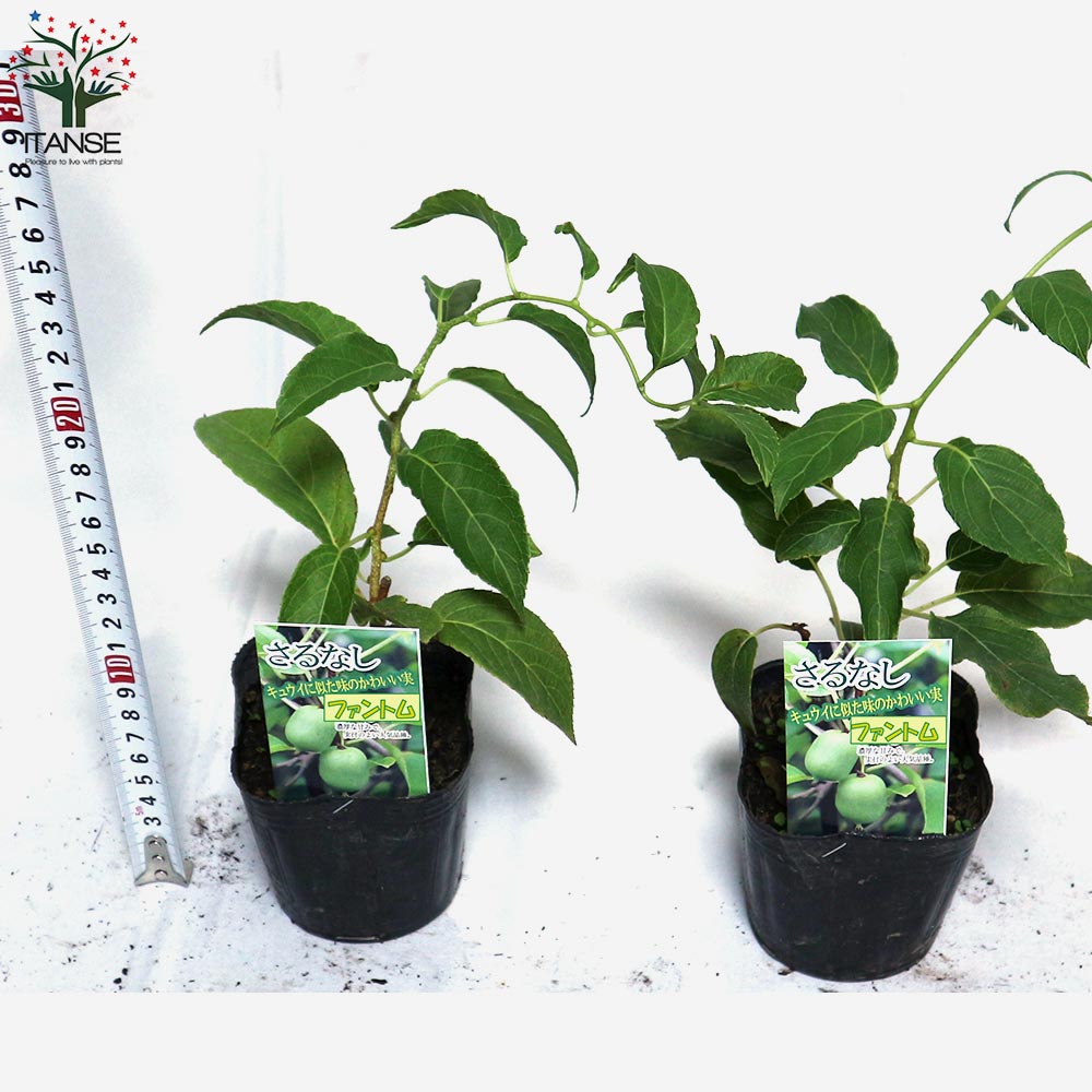 1本で実が成り、耐寒耐暑性が高く極甘!!ベビーキウイおまかせ9cm苗2品種各1個セット 【果樹の苗 9cm／お買い得2個セット】