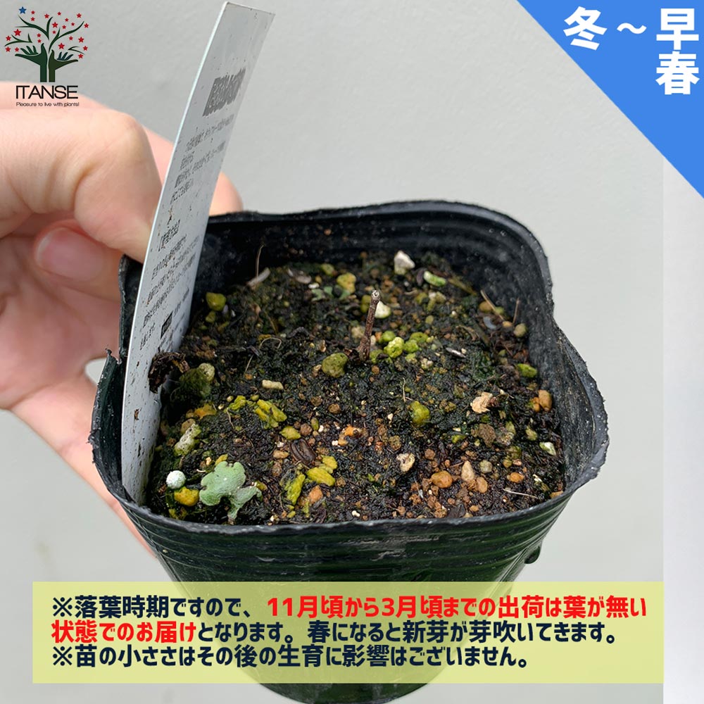 1本で実が成り、耐寒耐暑性が高く極甘!!ベビーキウイおまかせ9cm苗2品種各1個セット 【果樹の苗 9cm／お買い得2個セット】