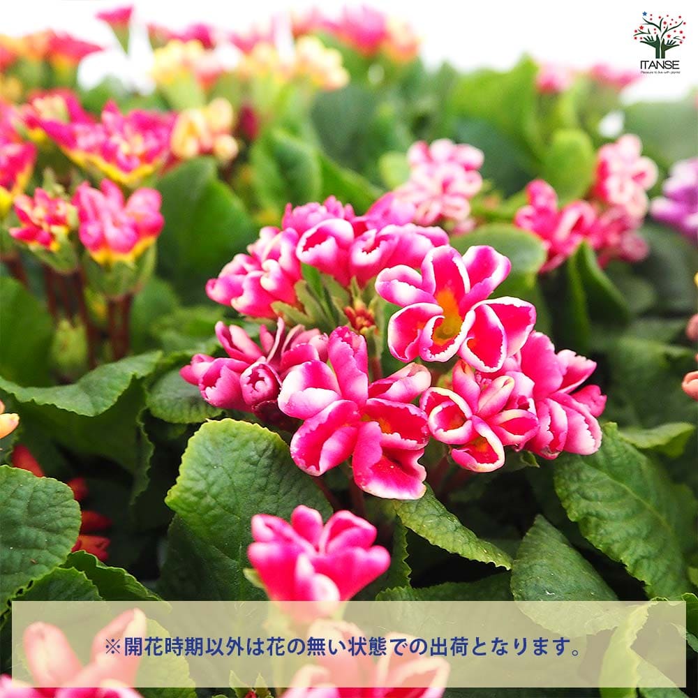 プリムラ ジュリアン 星咲ふくりんりん2個～ 【花苗 3号】｜ 【植物の