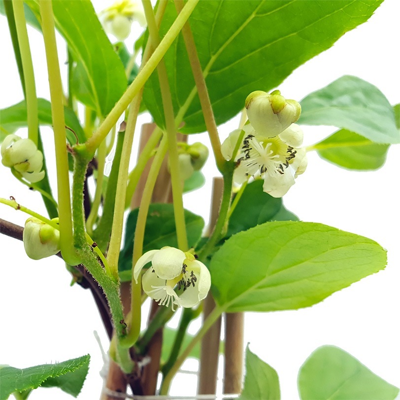 1本で実が成り、耐寒耐暑性が高く極甘!!ベビーキウイおまかせ9cm苗2品種各1個セット 【果樹の苗 9cm／お買い得2個セット】