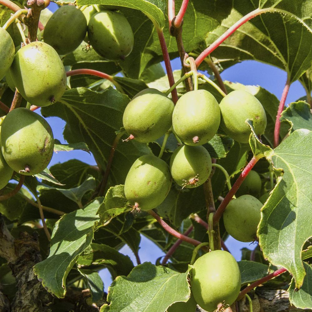 1本で実が成り、耐寒耐暑性が高く極甘!!ベビーキウイおまかせ9cm苗2品種各1個セット 【果樹の苗 9cm／お買い得2個セット】