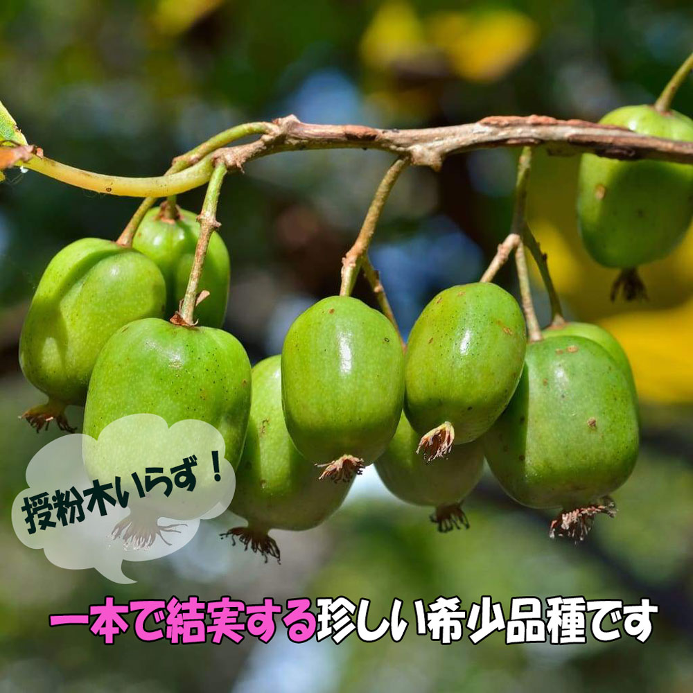 1本で実が成り、耐寒耐暑性が高く極甘!!ベビーキウイおまかせ9cm苗2品種各1個セット 【果樹の苗 9cm／お買い得2個セット】