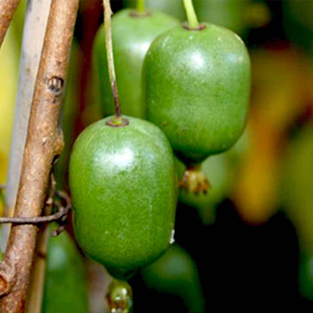 1本で実が成り、耐寒耐暑性が高く極甘!!ベビーキウイおまかせ9cm苗2品種各1個セット 【果樹の苗 9cm／お買い得2個セット】