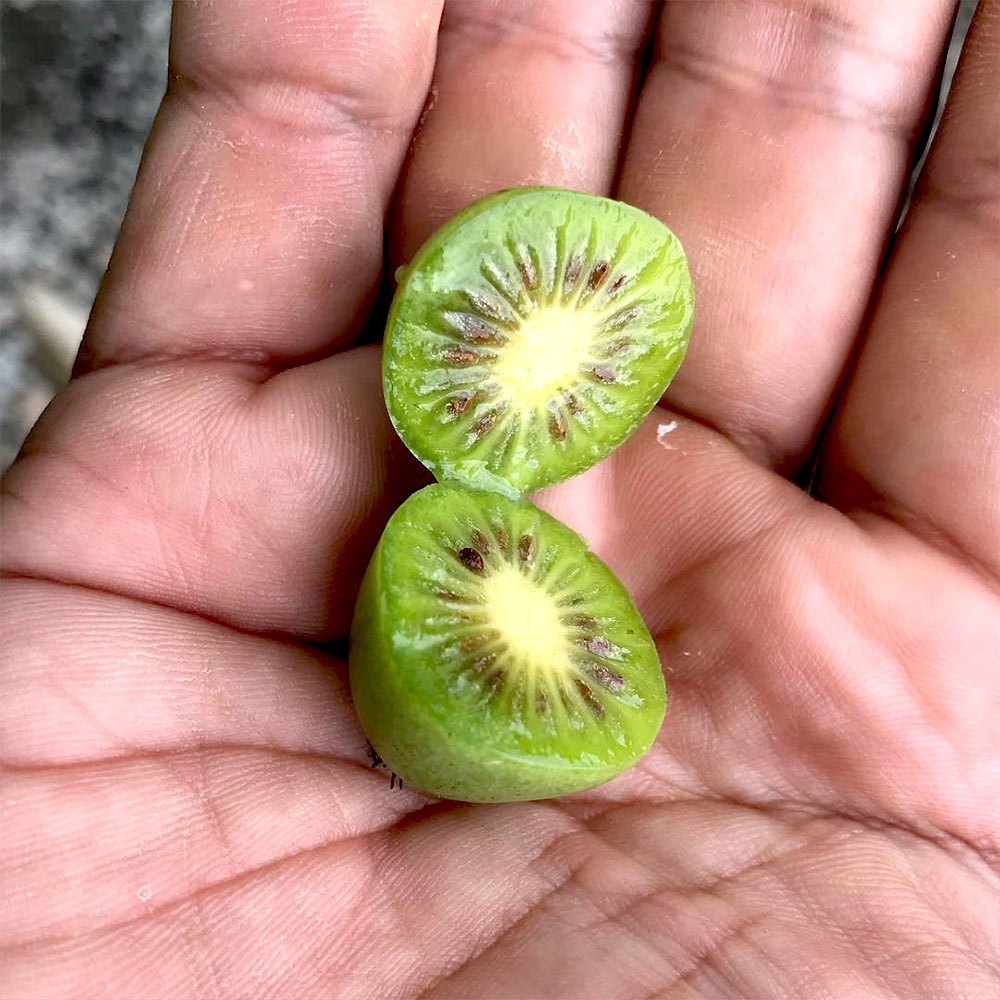 1本で実が成り、耐寒耐暑性が高く極甘!!ベビーキウイおまかせ9cm苗2品種各1個セット 【果樹の苗 9cm／お買い得2個セット】