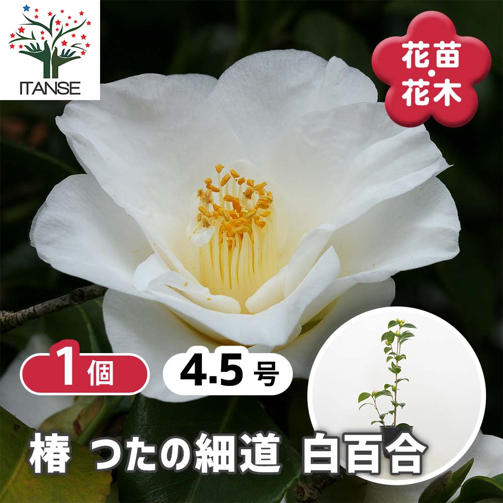 椿(ツバキ)の苗木 つたの細道 白百合 【花木苗 4.5号／1個売り