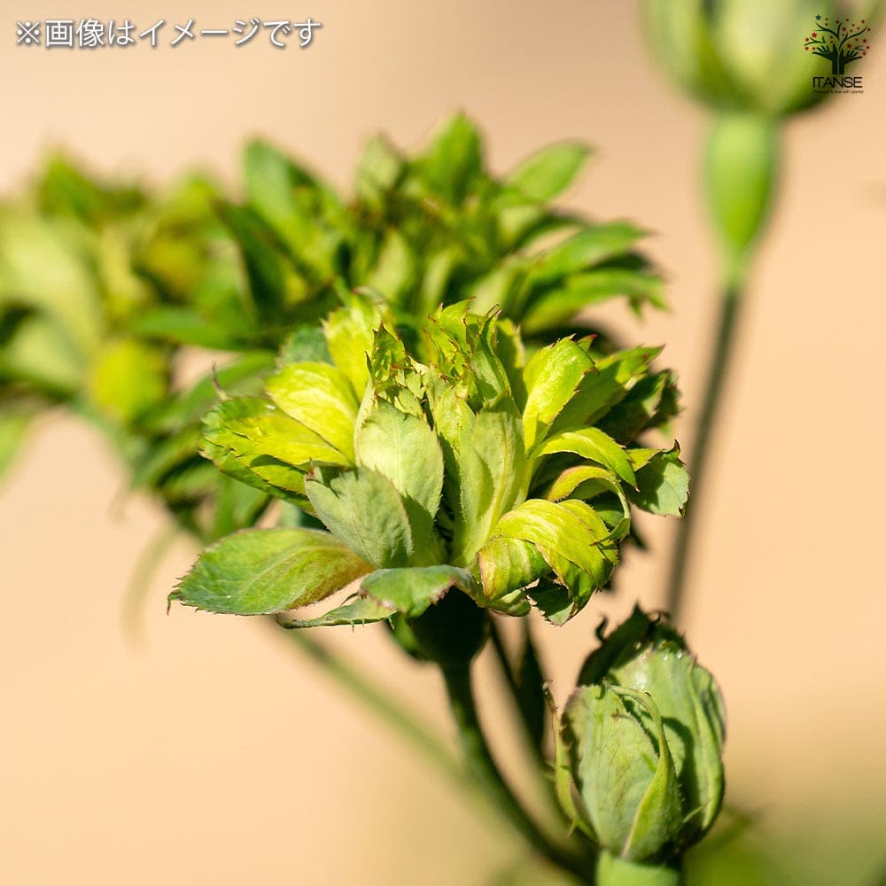 薔薇 グリーンローズ 接木苗【花苗 4号／1個売り】｜ 【植物の