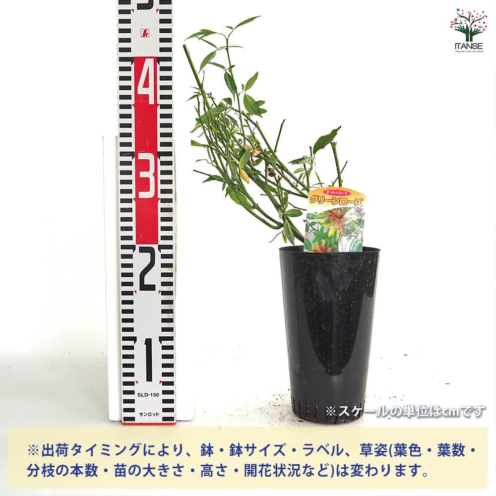 切花薔薇接木苗 薔薇 ミセス ジョンレイン 接木苗【花苗 4号／1個売り】｜ 【植物の