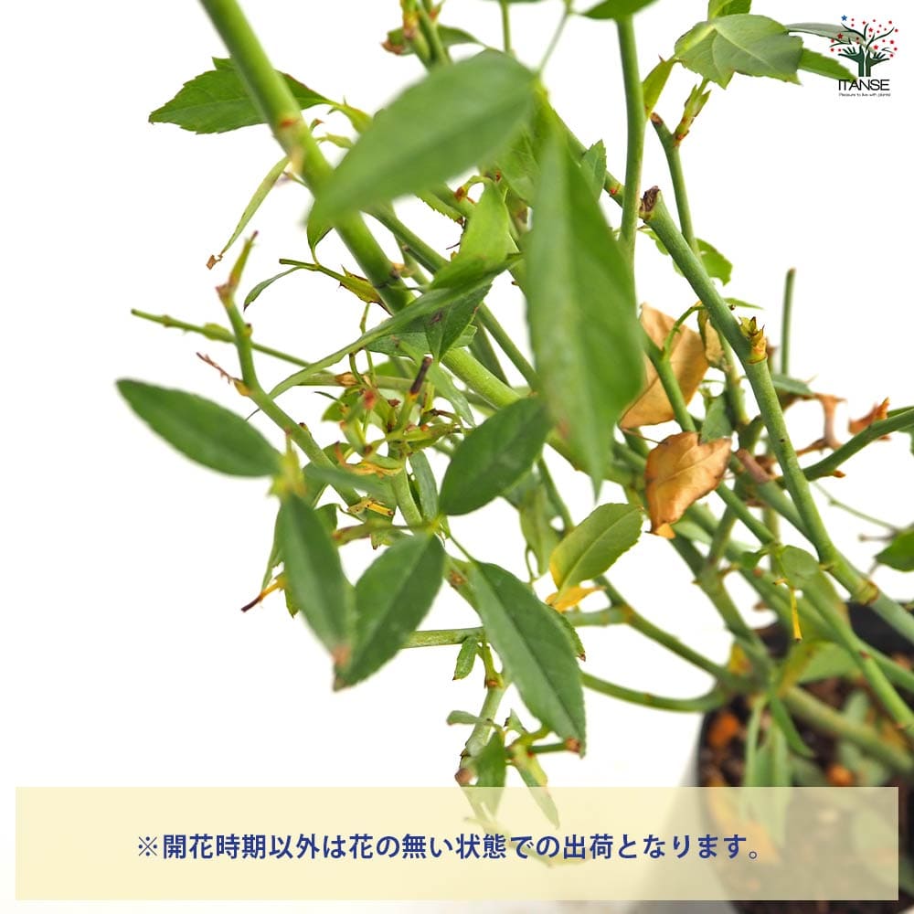 薔薇 グリーンローズ 接木苗【花苗 4号／1個売り】｜ 【植物の