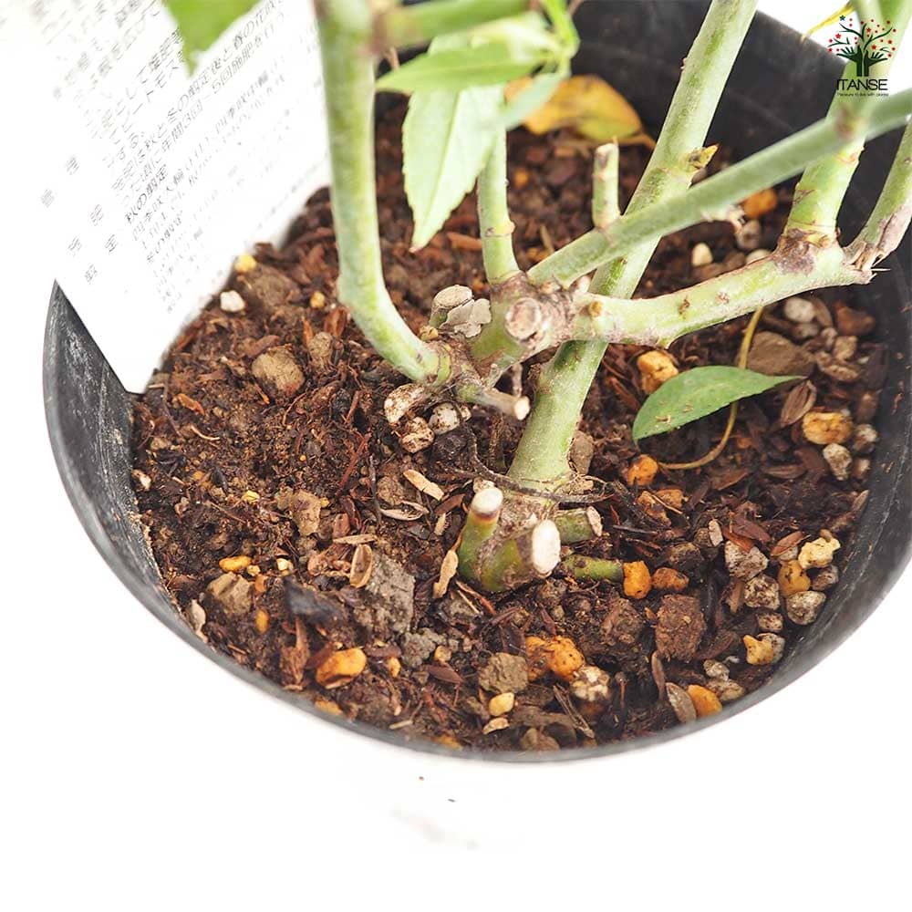 薔薇 グリーンローズ 接木苗【花苗 4号／1個売り】｜ 【植物の