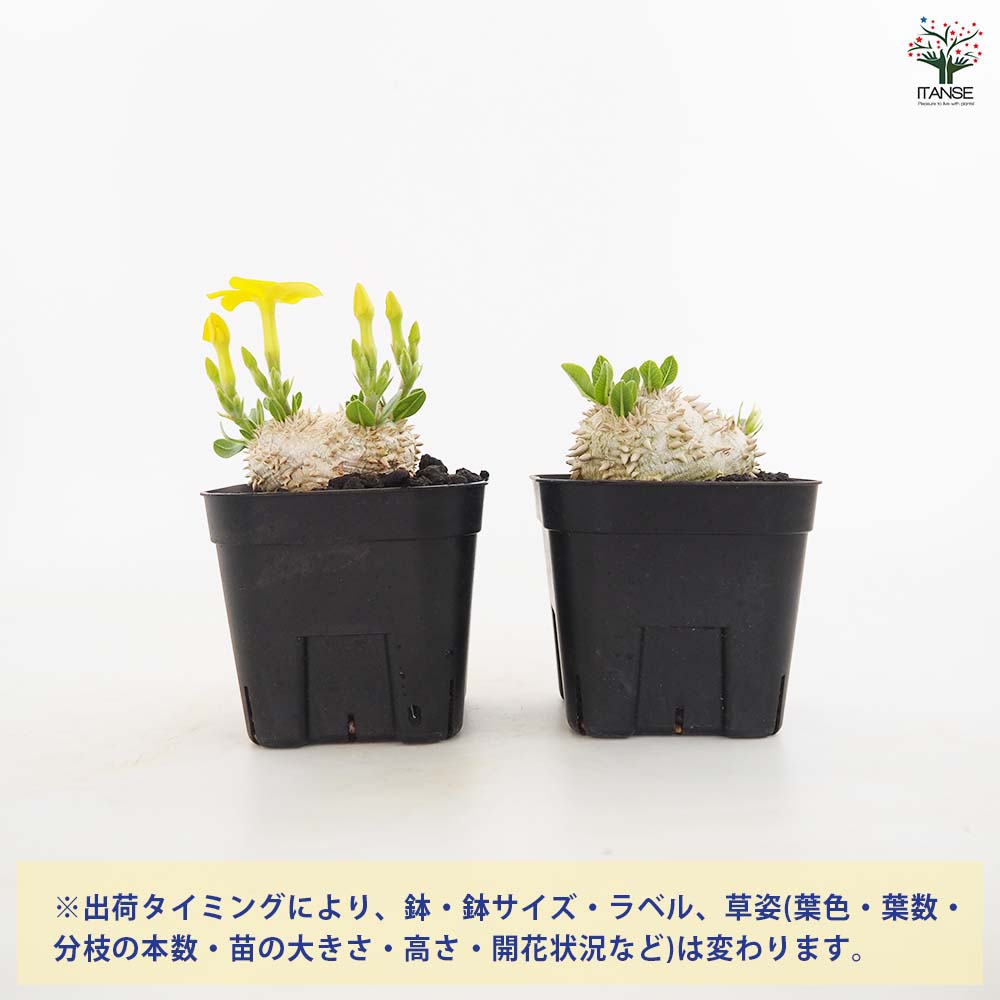 パキポディウム ブレビカウレB6 恵比寿笑 パキポディウム ブレビカウレ 恵比寿笑い 【多肉植物 3.5号／1個売り