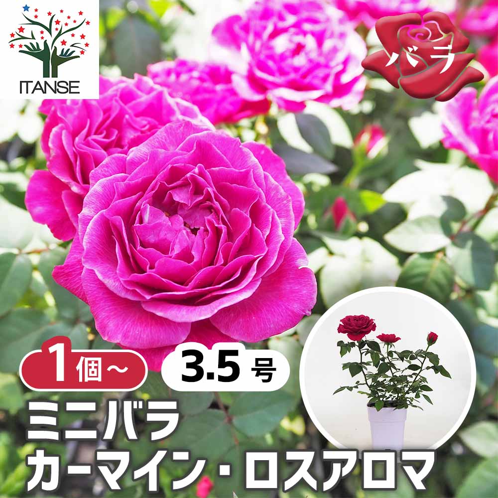 ミニ薔薇 カーマイン ロスアロマ 【花木苗 3.5号】｜ 【植物の