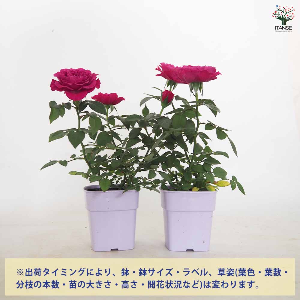 ミニ薔薇 カーマイン ロスアロマ 【花木苗 3.5号】｜ 【植物の