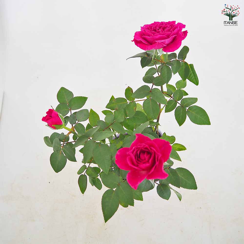 ミニ薔薇 カーマイン ロスアロマ 【花木苗 3.5号】｜ 【植物の