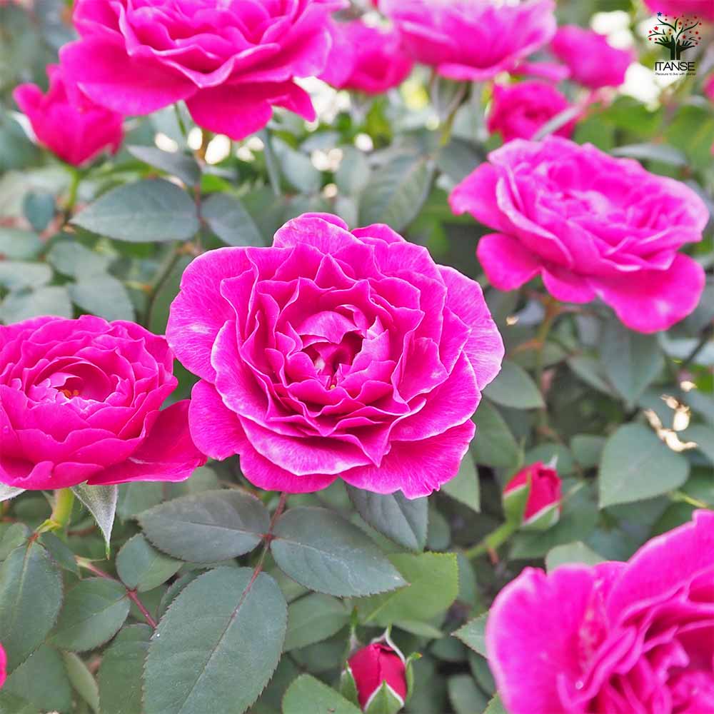 ミニ薔薇 カーマイン ロスアロマ 【花木苗 3.5号】｜ 【植物の