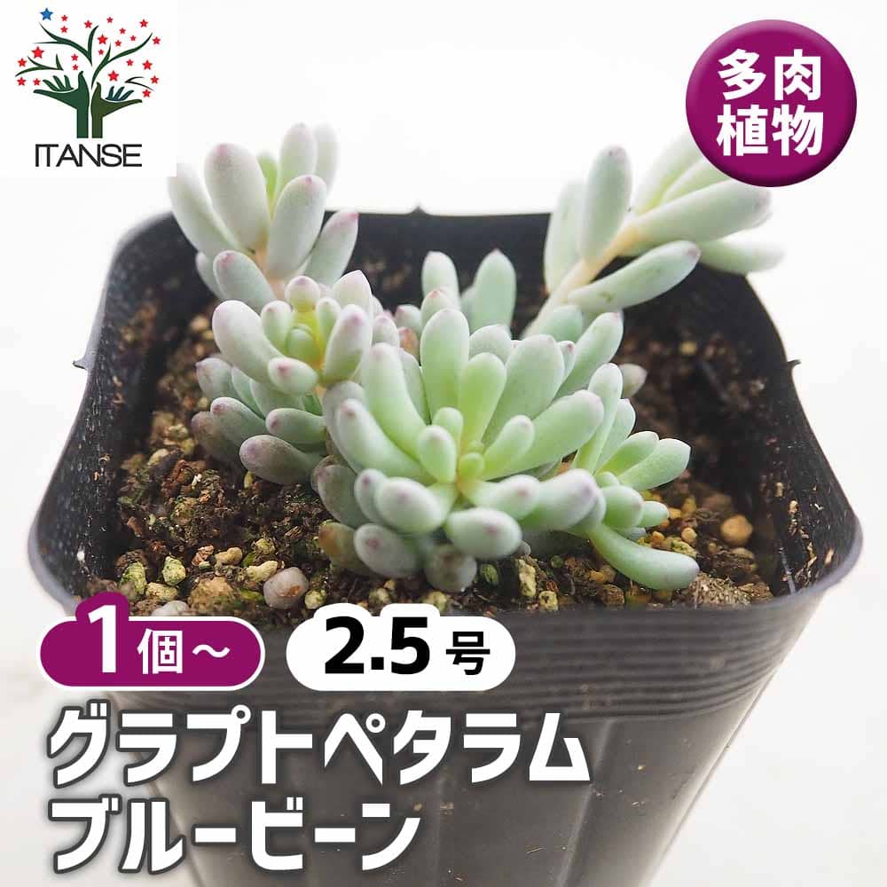 グラプトペタラム ブルービーン 【多肉植物 2.5号】｜ 【植物の