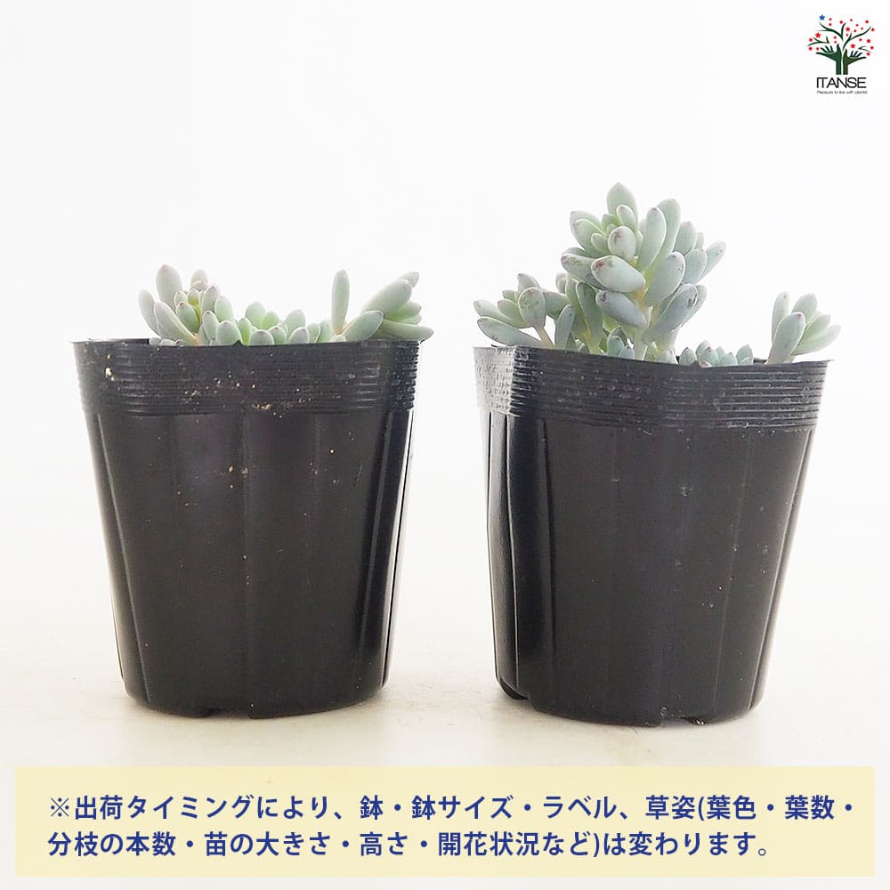 グラプトペタラム ブルービーン 【多肉植物 2.5号】｜ 【植物の