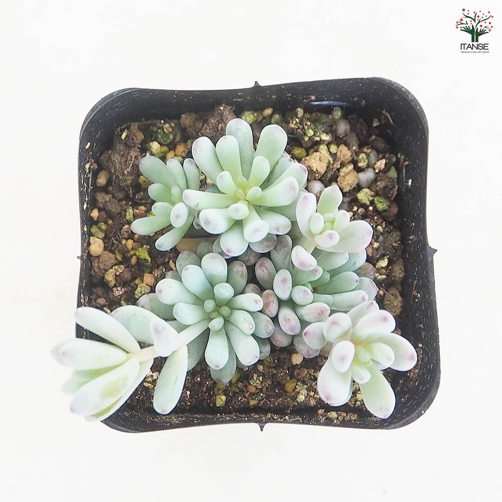 グラプトペタラム ブルービーン 【多肉植物 2.5号】｜ 【植物の