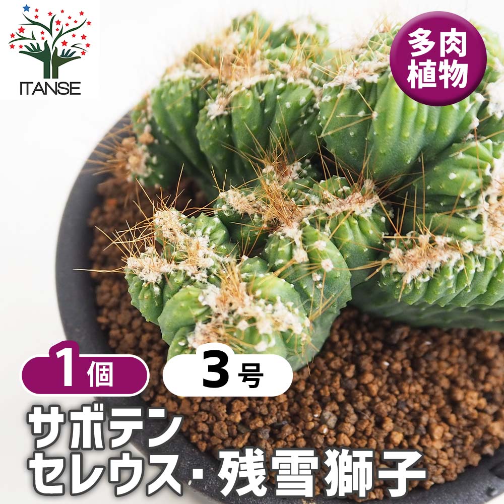サボテン セレウス 残雪獅子 【多肉植物 3号／1個売り】｜ 【植物の