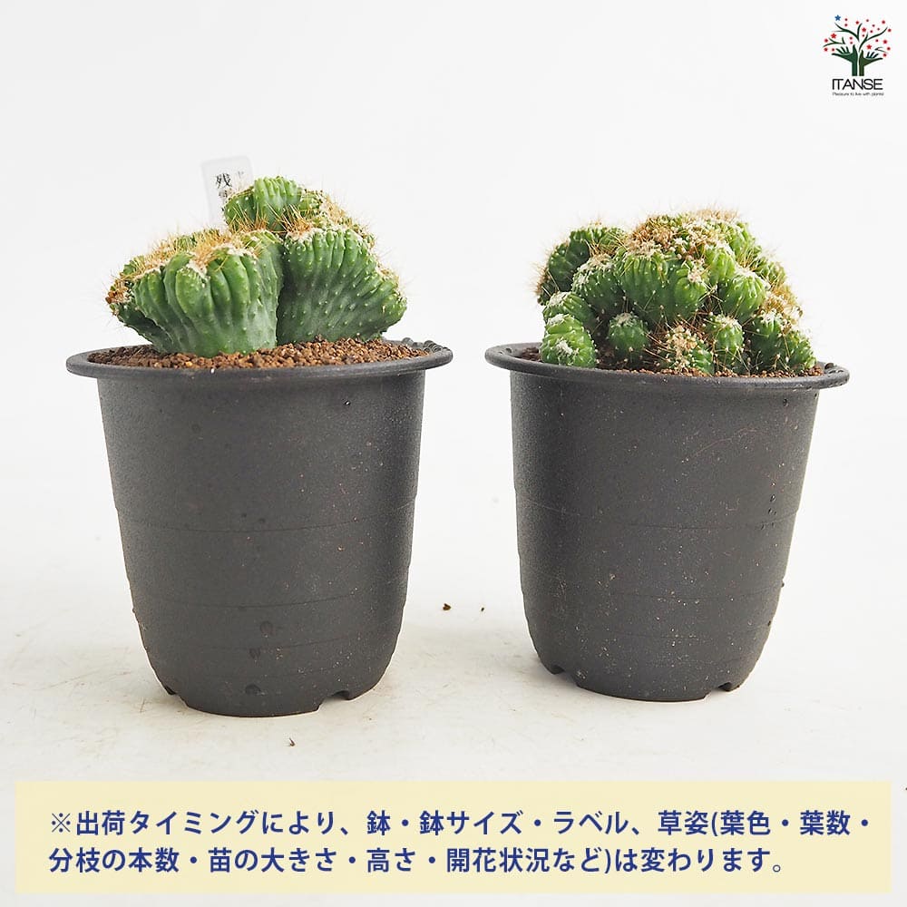サボテン セレウス 残雪獅子 【多肉植物 3号／1個売り】｜ 【植物の