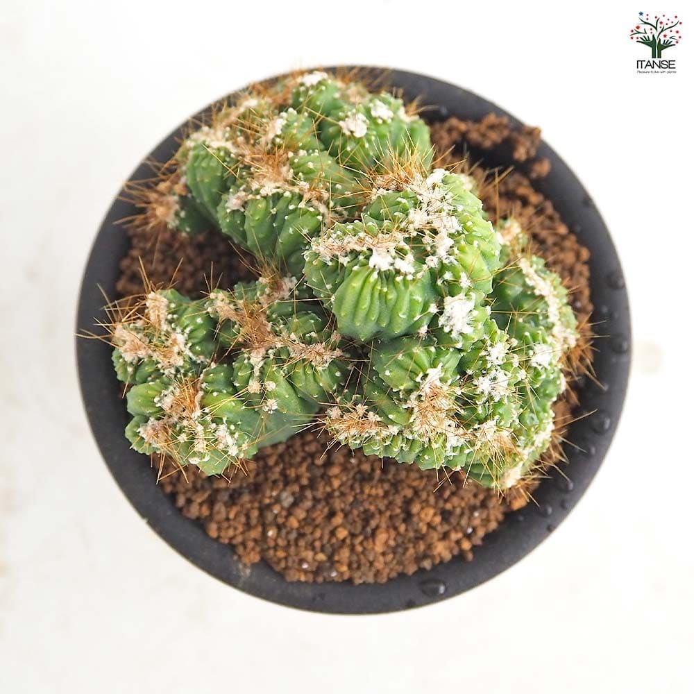 サボテン セレウス 残雪獅子 【多肉植物 3号／1個売り】｜ 【植物の