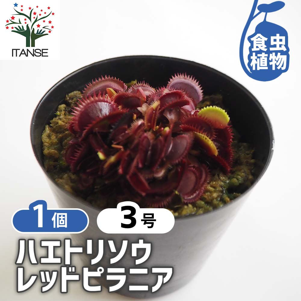 ハエトリソウ レッドピラニア 【観葉植物 3号／1個売り】｜ 【植物の